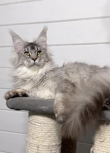 Maine Coon kitten Черный тикированный на  серебре MCO ns 25 Boy - photo 1