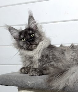 Maine Coon kitten Черный дым MCO ns  Boy - photo 3