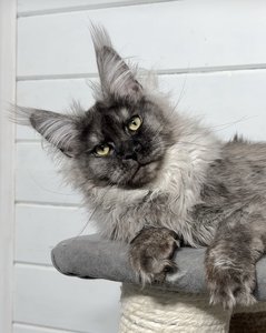 Maine Coon kitten Черный дым MCO ns  Boy - photo 2