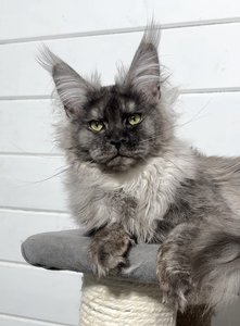 Maine Coon kitten Черный дым MCO ns  Boy - photo 1