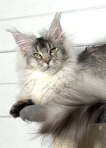 Maine Coon kitten Черный тикированный на  серебре MCO ns 25 Boy - photo 1