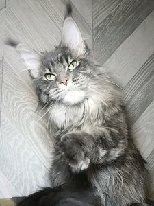 Maine Coon kitten Голубой серебрянный мраморный MCO as 22 Boy - photo 1