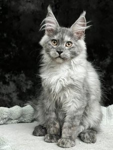 Maine Coon kitten Черный дым MCO ns  Boy - photo 2